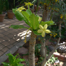 Load image into Gallery viewer, Brighamia insignis (7 Seeds)