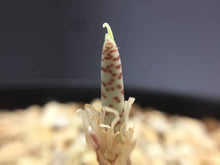 Load image into Gallery viewer, Gethyllis britteniana (5 Seeds)