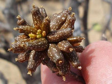 Load image into Gallery viewer, Apodanthera congestiflora (9 Seeds) Caudex Brazil