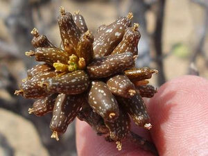 Apodanthera congestiflora (9 Seeds) Caudex Brazil