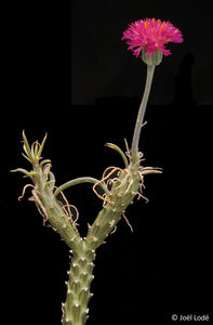 Kleinia grantii (8 Seeds)