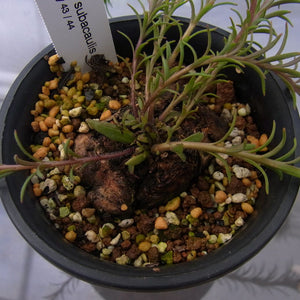Aeollanthus subacaulis (10 Seeds) Caudex Zimbabwe