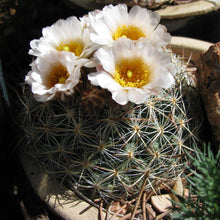 Indlæs billede til gallerivisning Pediocactus simpsonii (20 Seeds) Cacti