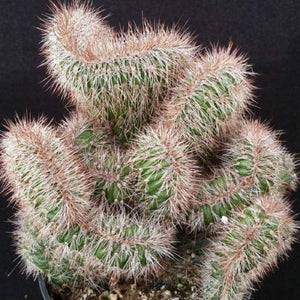 Stenocereus Hollianus Cristata (25 Seeds) Cacti Venezuela