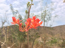 Indlæs billede til gallerivisning Moringa longituba (5 Seeds) Caudex
