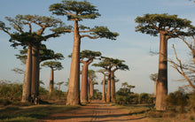 Indlæs billede til gallerivisning Adansonia grandidieri (10 Seeds) Grandidier Baobab, Caudex Madagascar