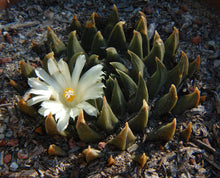 Indlæs billede til gallerivisning Ariocarpus trigonus (20 Seeds) Mexico