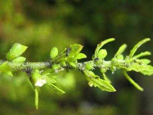 Chenopodium multifidum (10 Seeds) Caudex