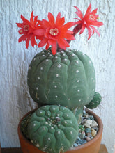 Load image into Gallery viewer, Matucana madisoniorum (25 Seeds) Cacti