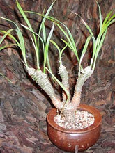 Načíst obrázek do prohlížeče Galerie, Chlorophytum suffruticosum (10 Seeds) Caudex