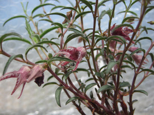 Brachystelma dinteri (5 Seeds) Caudex Namibia