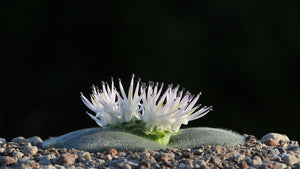 Massonia echinata (7 Seeds)