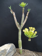 Load image into Gallery viewer, Kleinia neriifolia (10 Seeds) Caudex