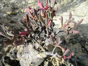 Othonna retrofracta (6 Seeds) Caudex