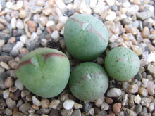 Load image into Gallery viewer, Conophytum Subglobosum (20 Seeds)