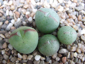 Conophytum Subglobosum (20 Seeds)