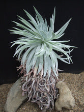 Load image into Gallery viewer, Dudleya candida (20 Seeds)
