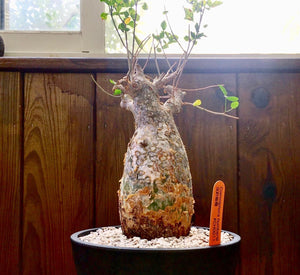 Commiphora humbertii LIVE PLANT #0551 For Sale