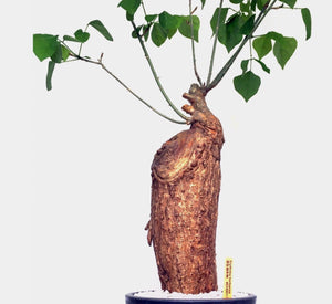 Erythrina herbacea LIVE PLANT #54904