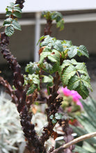 将图片加载到图库查看器，Beiselia mexicana (10 Seeds) Caudex Mexico