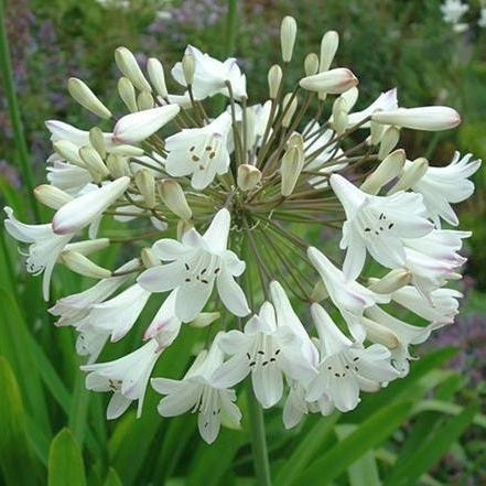 Agapanthus praecox ssp orientalis tall white African lily - common agapanthus - lily of the Nile 5 Pcs Flowers Seeds