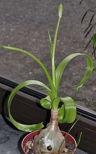 Albuca longibracteata Pregnant Onion 5 Pcs Flowers Seeds Tanzania