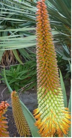 Aloe ferox x thraskii Hybrid  5 Seeds South Africa