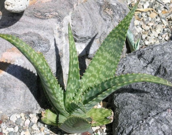 Aloe zebrina Zebra leaf aloe – spotted aloe (5 Seeds)
