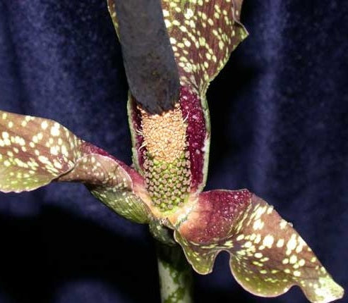 Amorphophallus kiusianus Kyushu Voodoo Lily 2 Pcs Flowers Seeds South Africa