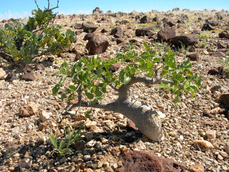 Commiphora saxicola (5 Seeds) Caudex Namibia