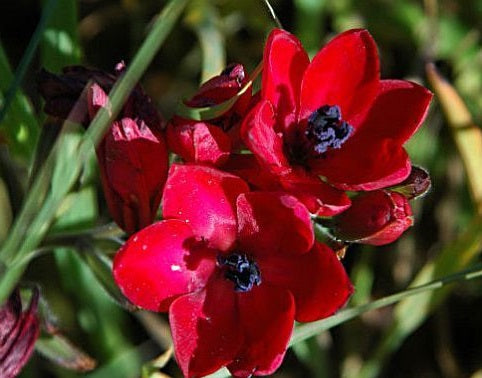 Babiana villosa bulbous plant 5 Pcs Flowers Seeds South Africa