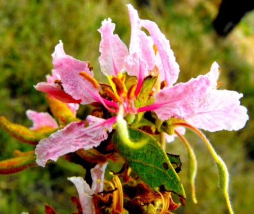 Bauhinia urbaniana Pink 5 Pcs Flowers Seeds Tanzania