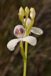 Disa caulescens orchids 10 Pcs Flowers Seeds
