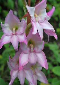 Disa crassicornis orchids 10 Pcs Flowers Seeds