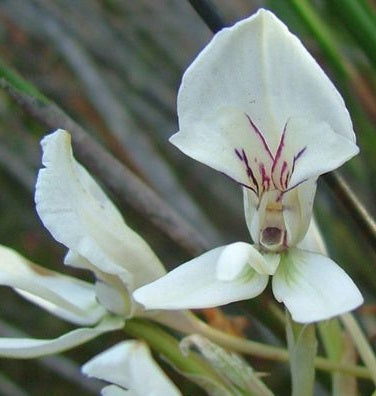 Disa draconis orchid - white Disa 10 Pcs Flowers Seeds