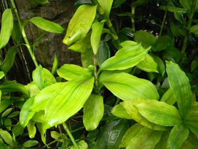 Dracaena camerooniana (10 Seeds)