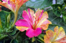 Indlæs billede til gallerivisning Mixed Mirabilis Jasmine 10 Pcs Flowers Seeds