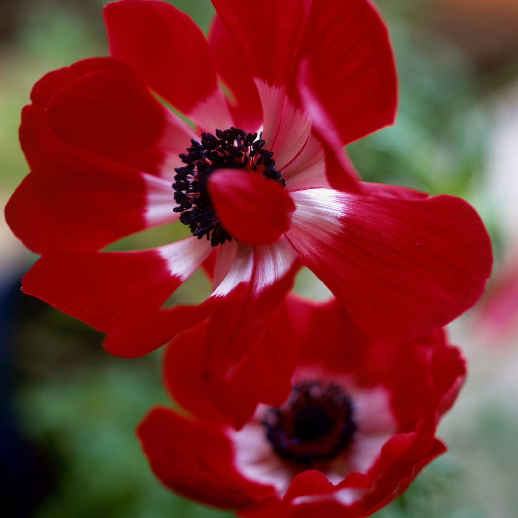 Anemone ( Lady Red Dress ) x4 Bulb-Tuber