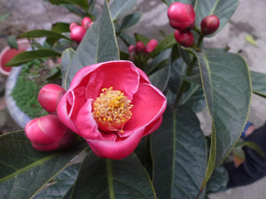 Camellia amplexicaulis (5 Seeds)
