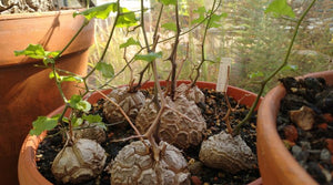 Dioscorea Elephantipes 3 Seeds Caudex