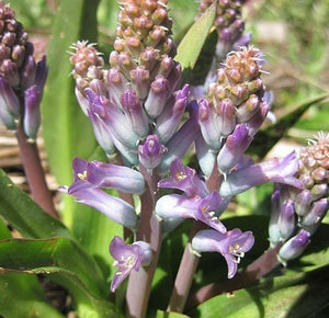 Lachenalia orchioides var glaucina Cornflower Blue Cape Hyacinth 5 Pcs Flowers Seeds