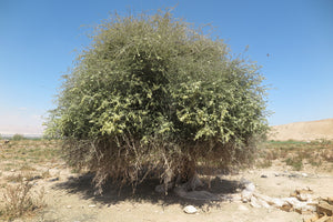 Maerua crassifolia (5 Seeds)