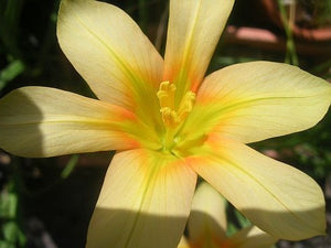 Moraea ochroleuca cape tulip 5 Pcs Flowers Seeds