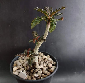 Boswellia nana LIVE PLANT #800522