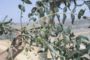 Boswellia elongata (4 Seeds) Socotra