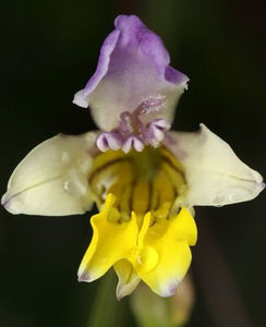 Sparaxis villosa syn: Synnotia villosa 5 Pcs Flowers Seeds