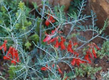 Load image into Gallery viewer, Sutherlandia frutescens 5 Seeds South Africa