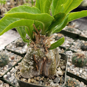Cephalopentandra ecirrhosa (3 Seeds)