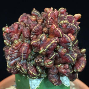 Mammillaria bocasana "mostruosa" 10 seeds Cacti