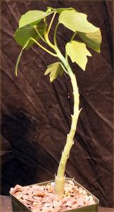 Adenia ellenbeckii 5 seeds Caudex アデニア Tanzania